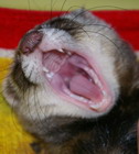 annashaltaf